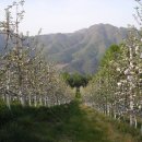 사과꽃향기 이미지