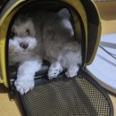 몽시떼루 네이버블로그