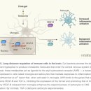 Brain inflammatory cascade controlled by gut-derived molecules - nature 논문 읽어야 이미지