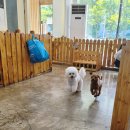 어벤독스 이미지