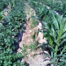 문바위농장 이미지