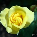 장미화원 이미지