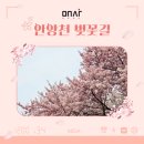 회사 앞 7분! 서울 벚꽃 명소, 안양천 벚꽃 터널 후기