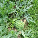 무곡농장 이미지