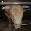 김두철농장 이미지