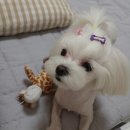 모모사 이미지