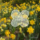 선도수선화 | 전남 여행 | 신안 선도 수선화 축제 후기(~4.12)