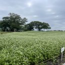 메밀꽃 화장실 이미지