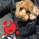 킥캣 이미지