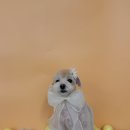 그루아미 이미지