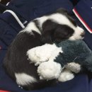 강릉꽃소 이미지