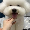 비비드봉 이미지