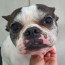 뽀미 애견 미용샵 이미지