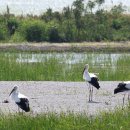 서산버드랜드 이미지