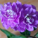 그린아이즈 이미지