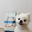 더독 | 동결건조 코팅 사료, 피부와 면역까지 챙기는 더독 콰트로 연어사료 3kg 후기