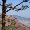 고려산진달래축제 이미지