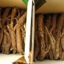 평창백덕산더덕 이미지