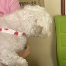 동수사랑동물병원 이미지