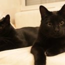 최영준동물병원 이미지