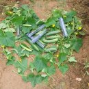 방자농장 이미지