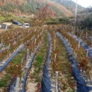 음지농장 이미지