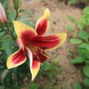 양떼가든 이미지