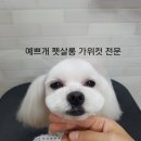 예쁘개펫살롱 이미지