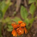 솜방망이 이미지