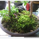 황칠나무집 이미지