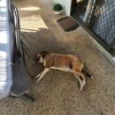 다윈스톤 이미지