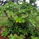 비진보건진료소 이미지