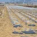 문성농장2 이미지