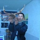 영덕대게 이미지