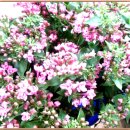 사람이 꽃보다 아름 이미지