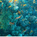 바다랑해초랑 이미지