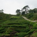 정금마을 차밭 앞 이미지