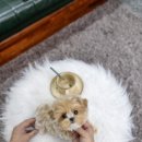 일산 강아지분양 스마트독 이미지