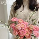 프림로즈