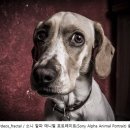 소니가 이미지