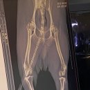 보계동물병원 네이버블로그