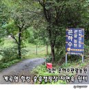 숲속의살룻 자연농원 | 김천 은하수관광농원 계곡 옆 힐링 숲속캠핑장 자연속 쉼터