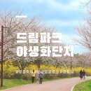 야생화단지내 | 인천 벚꽃 드림파크 야생화단지 벚꽃축제