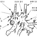 목단농장 | 작약