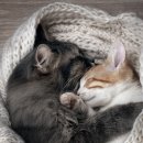 기운찬동물병원 이미지