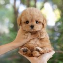 울산 강아지분양 미유펫 이미지