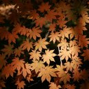 나무나무 이미지