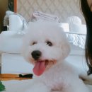 살랑살랑 반려견미용실 이미지