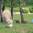 대관령 사파리 목장 이미지