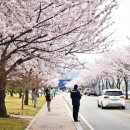 꽃피는 봄이 오면 이미지